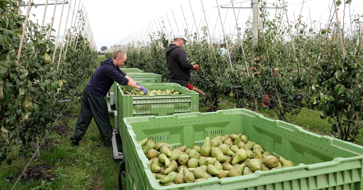 Belgian apple and pear harvest falls after drought, heat and hail