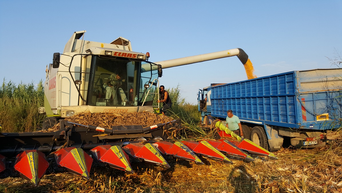 Black Sea and Balkan supplies set the direction for Greek corn prices