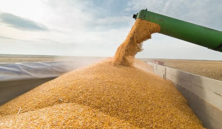 Perturbações no mar Negro elevam em 5% a 20% os preços dos alimentos importados pelo Egito