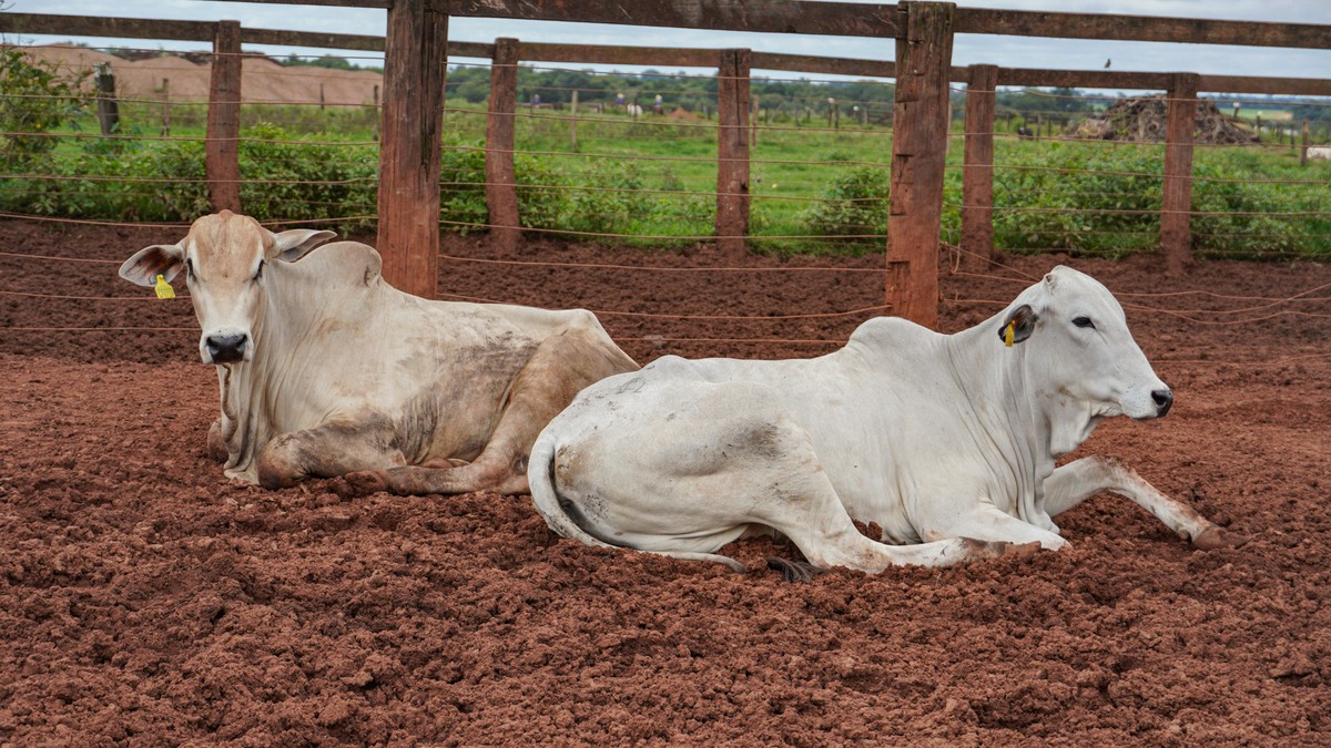 Brazil’s animal protein output and exports rise as cattle prices strengthen