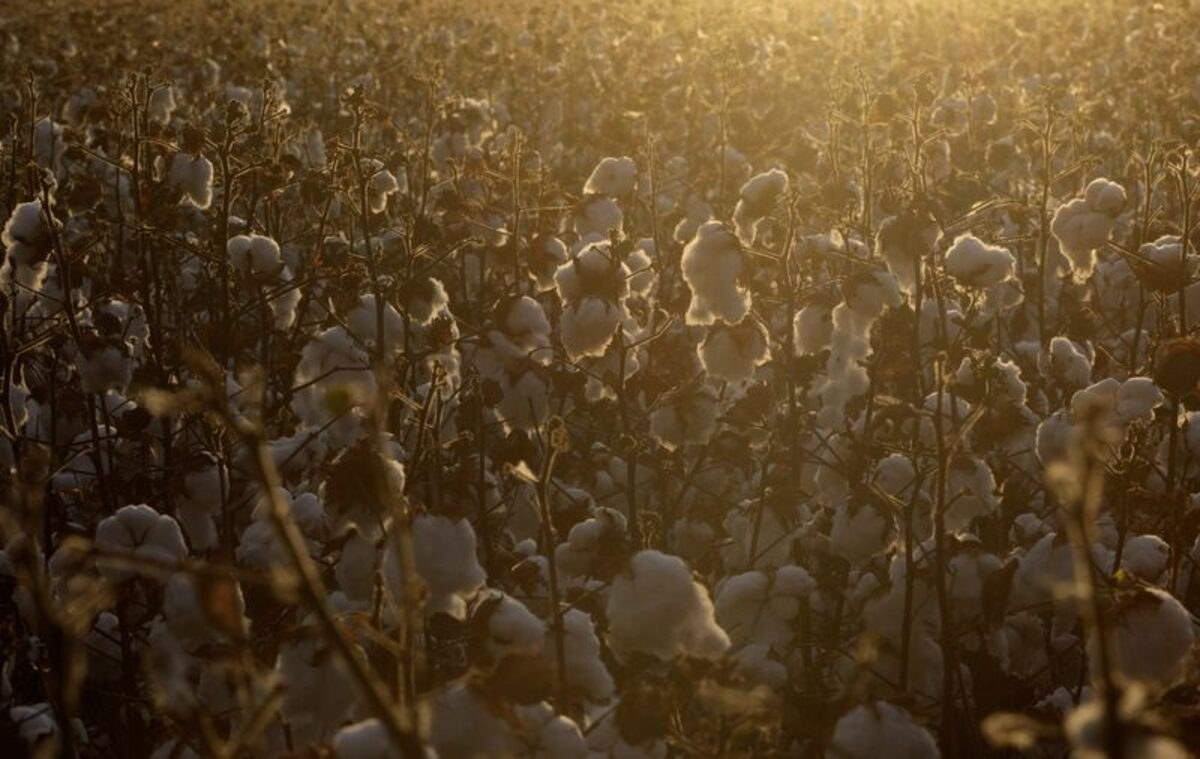 Brazil’s cotton exports reach record 3.37 million tonnes in 2025/26
