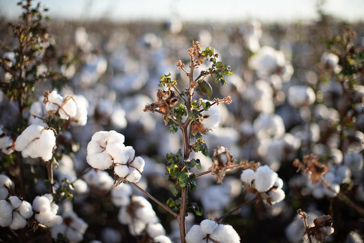 Brazilian cotton prices recovered in July as limited supply strengthened sellers