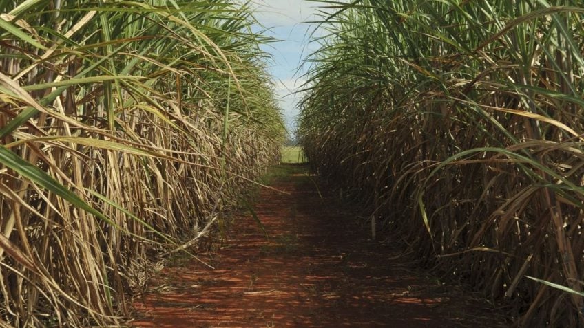 Lula regulates R$270 million aid for Northeast Brazil sugarcane growers