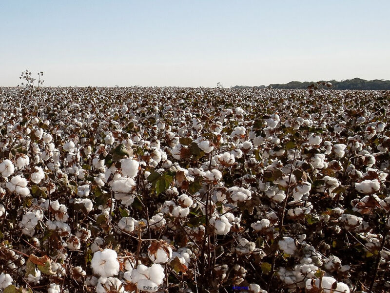 Brazil’s Northeast forecast to harvest first 1-million-tonne cotton crop