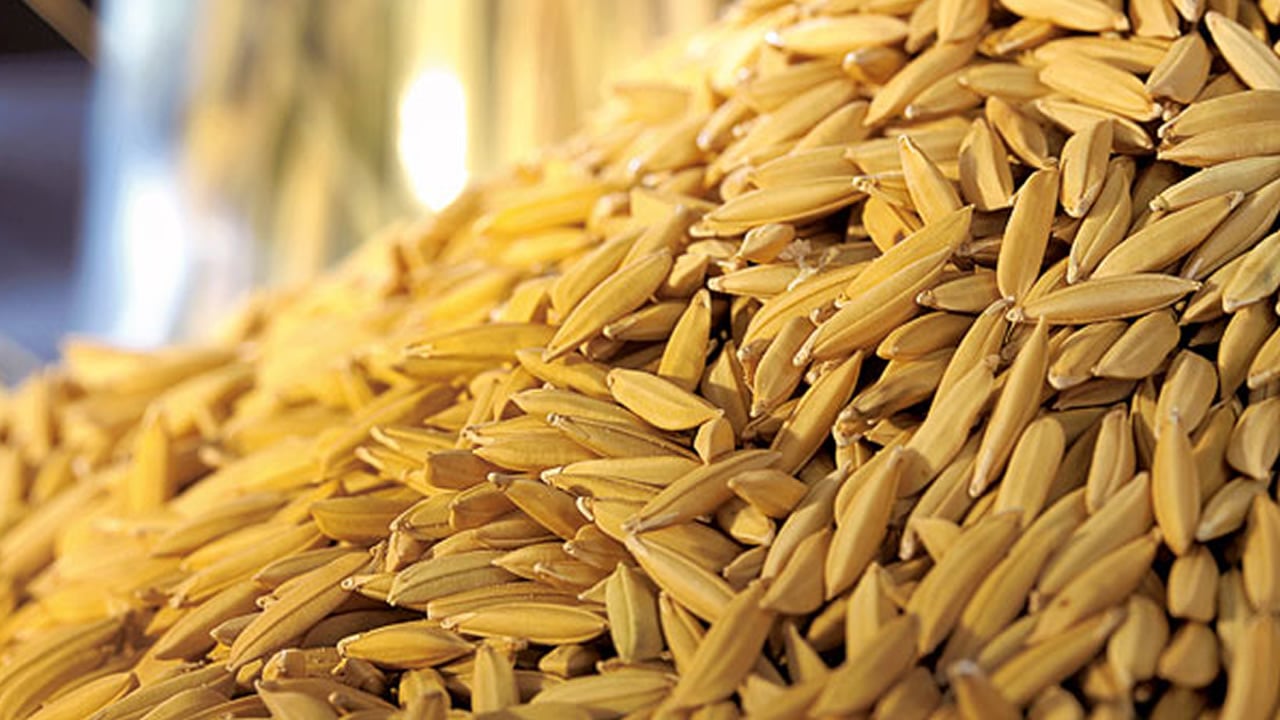Tight supply pushes Rio Grande do Sul rice prices to an 11-month high