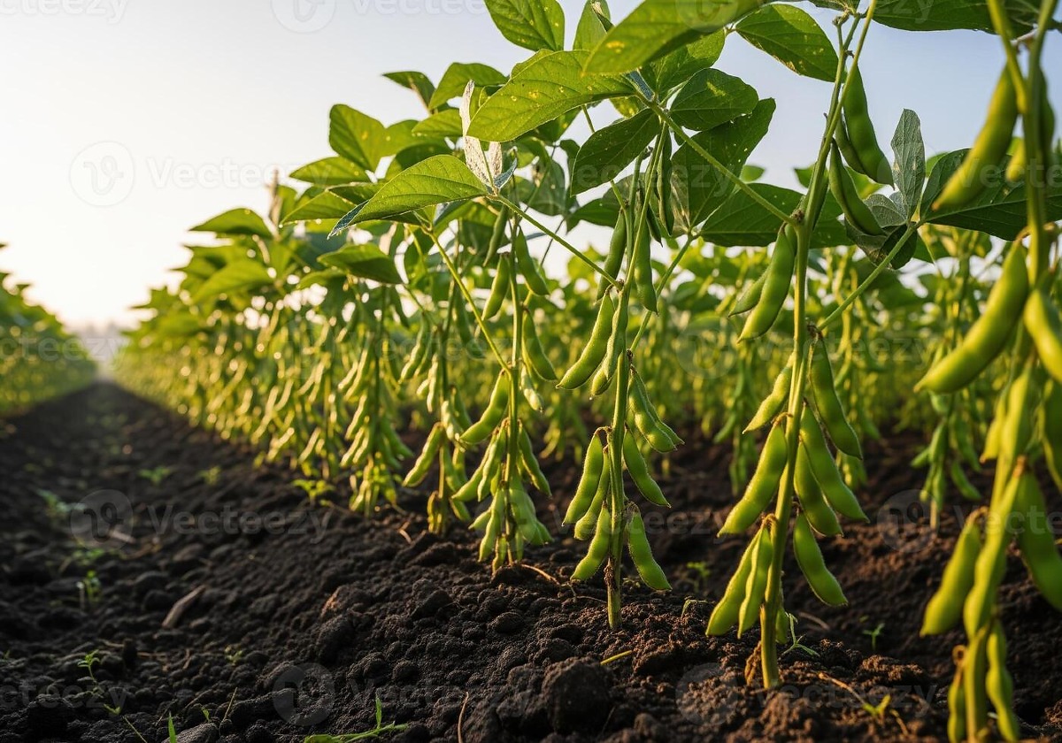 Brazil projects 180.4 million-tonne soybean crop as domestic crushing accelerates