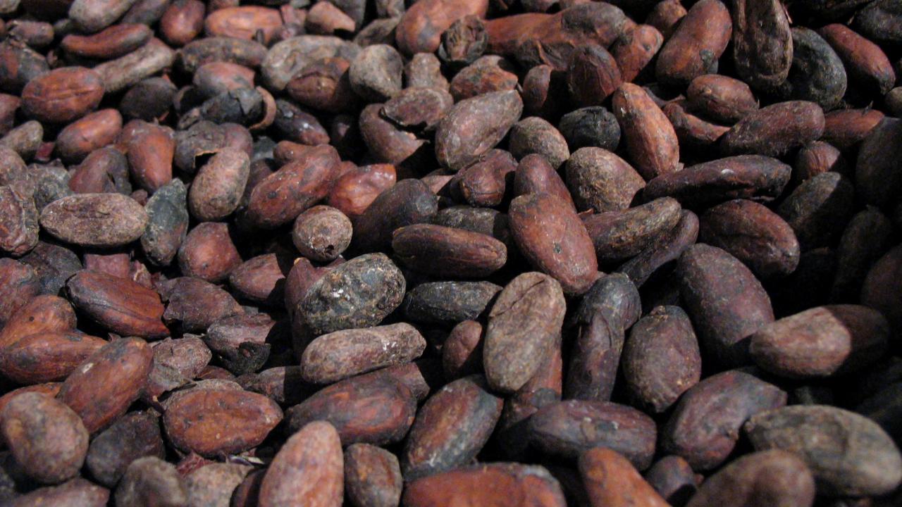 Brazilian cocoa returns to Russia’s Belgorod region after 27 years