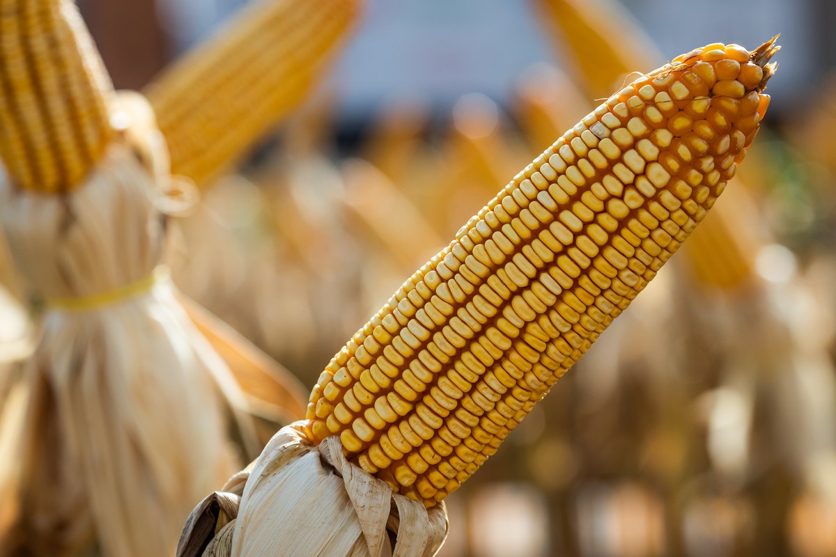 Brazilian Corn Exports Lose Momentum in August After 5.8% Gain From February to July