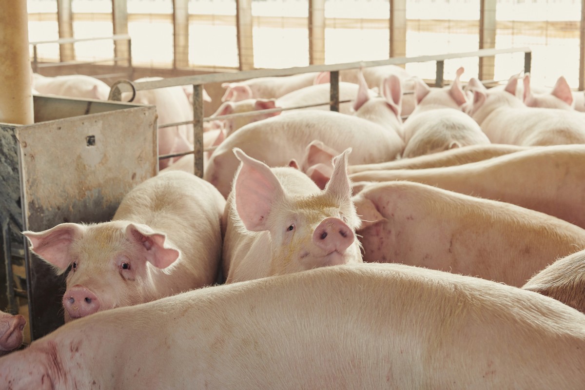 Brazilian hog prices keep falling as market conditions weaken to 2022 levels
