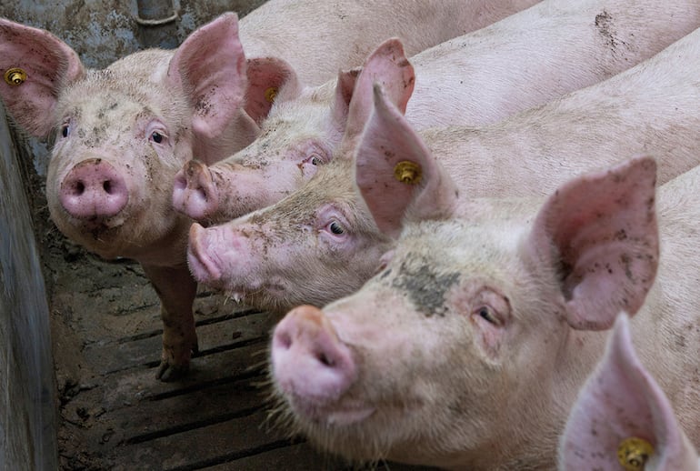 Geschmuggeltes Schweinefleisch aus Brasilien drückt Paraguays Preise unter die Kosten