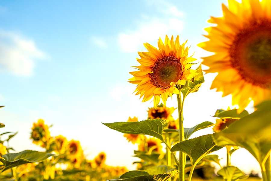 Bulgarien prüft jede ukrainische Sonnenblumenlieferung auf Pestizide
