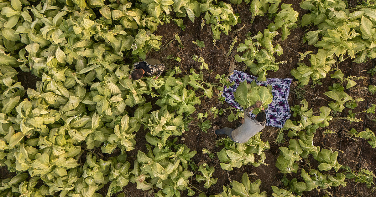 Bulgária amplia área e volumes contratados de tabaco em 2026