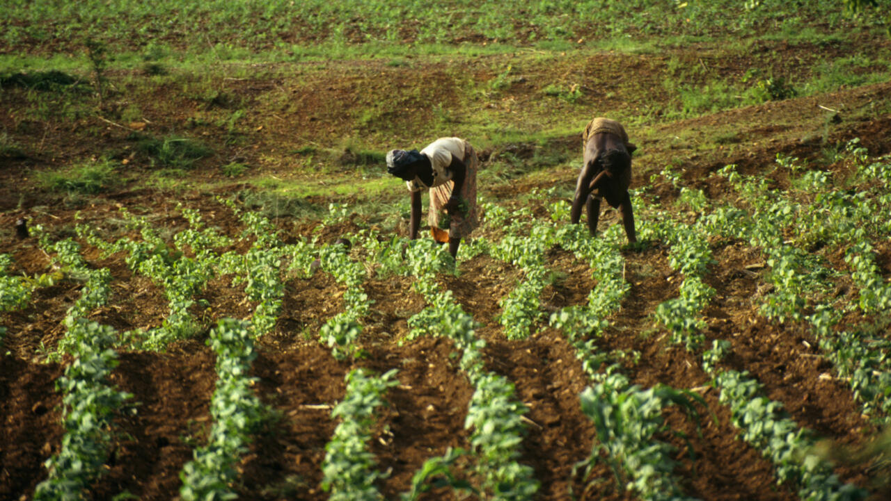 Burkina Faso launches second agropastoral offensive for 2026-2028
