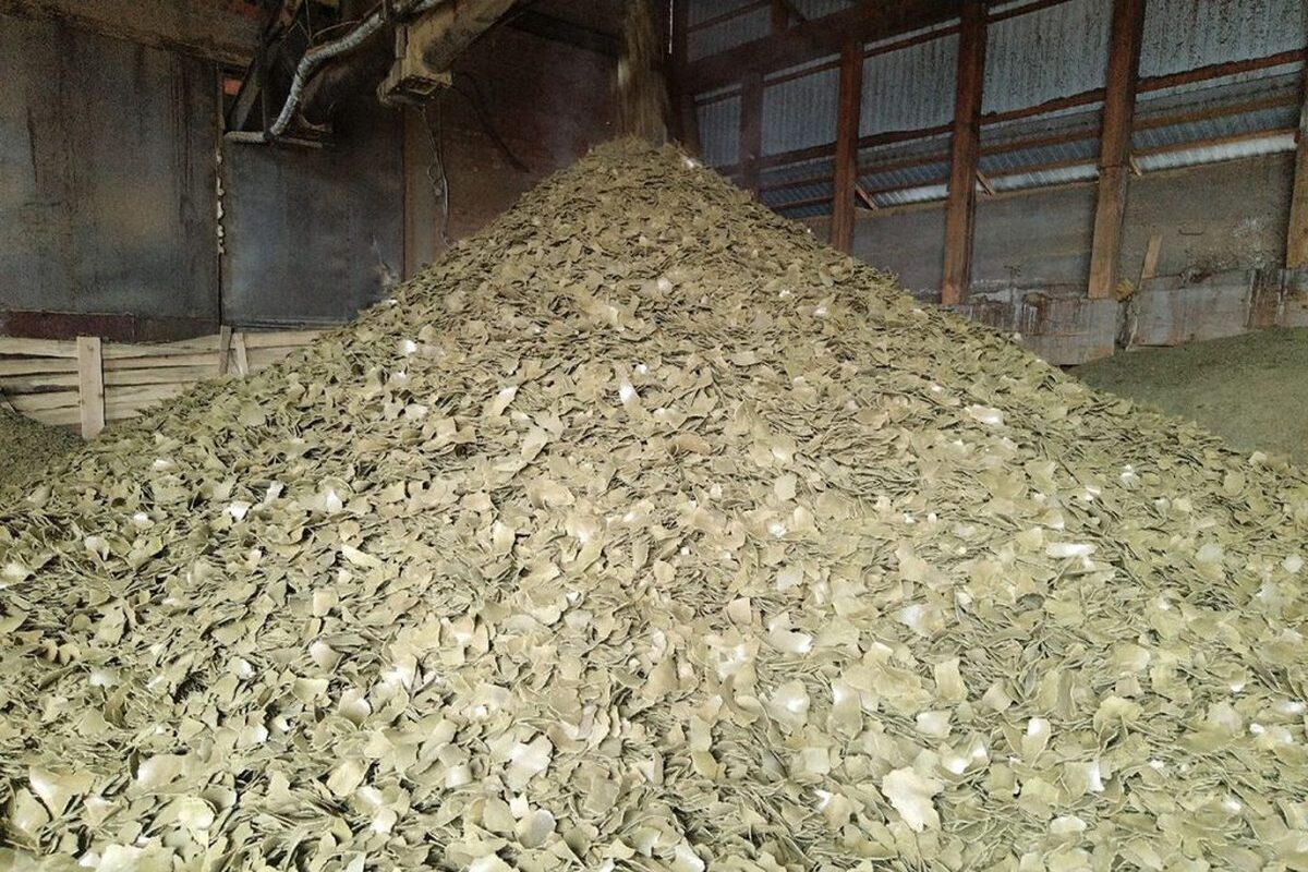 Buryatia sends over 14,000 tonnes of rapeseed meal to China