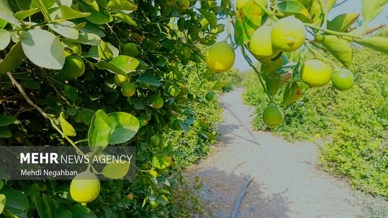Bushehr starts lime harvest with output forecast at 80,000 tonnes