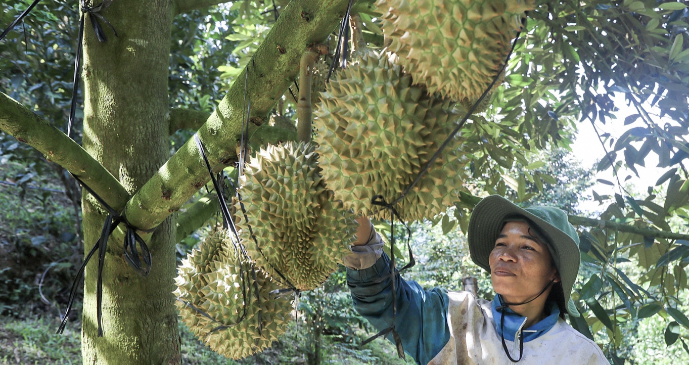 Cambodia and Malaysia accelerate durian exports to China as Vietnam faces peak harvest