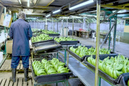 Cameroon banana exports rise 17.6% to 122,001 tonnes in first half of 2026