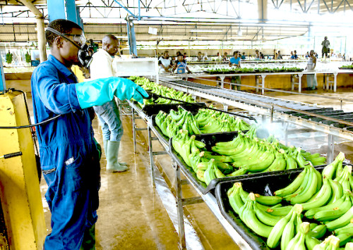 Cameroon’s banana exports rise 34.1% to 20,577 tonnes in July 2026
