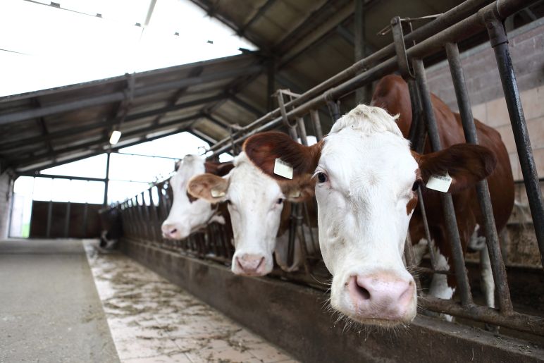 Canada’s dairy supply management faces pressure ahead of US tariff deadline