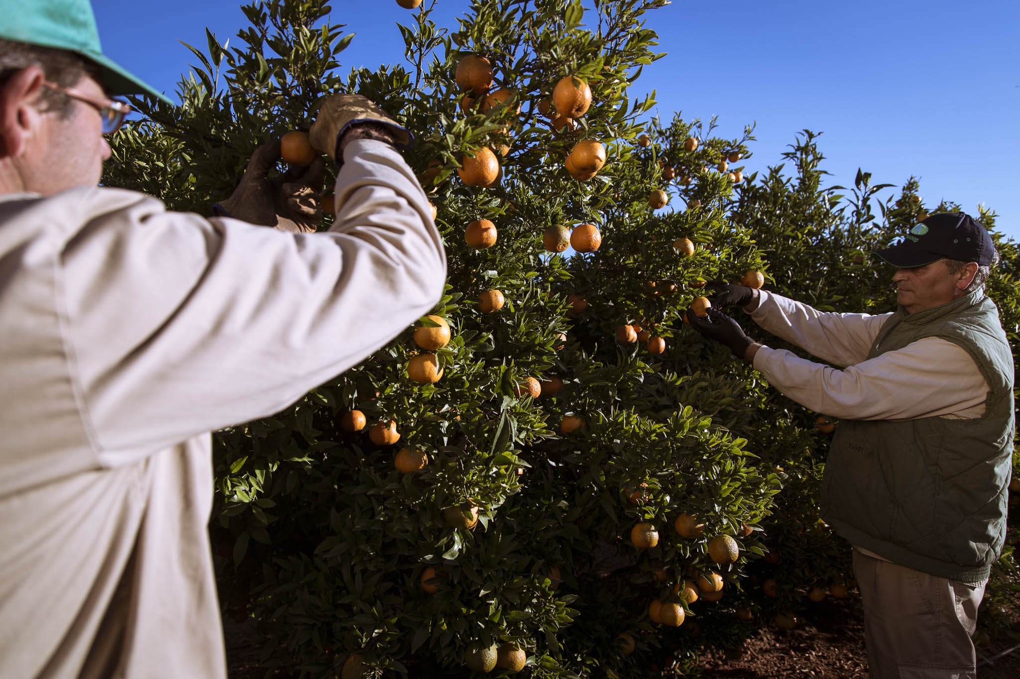 Les exportations de mandarines et clémentines de Castellón reculent de 21 %