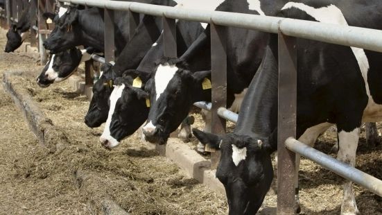 Castilla y León dairy farms close as milk prices fall and production costs rise