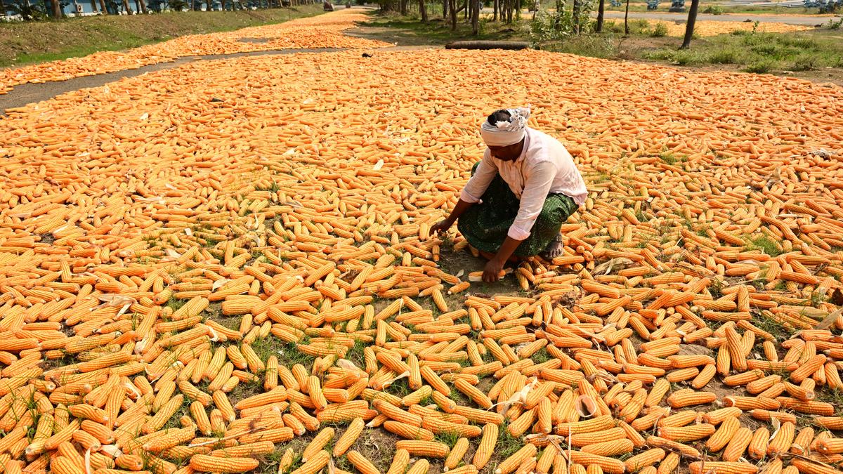 Cheap crude complicates India's maize-to-ethanol strategy as blending costs outrun petrol