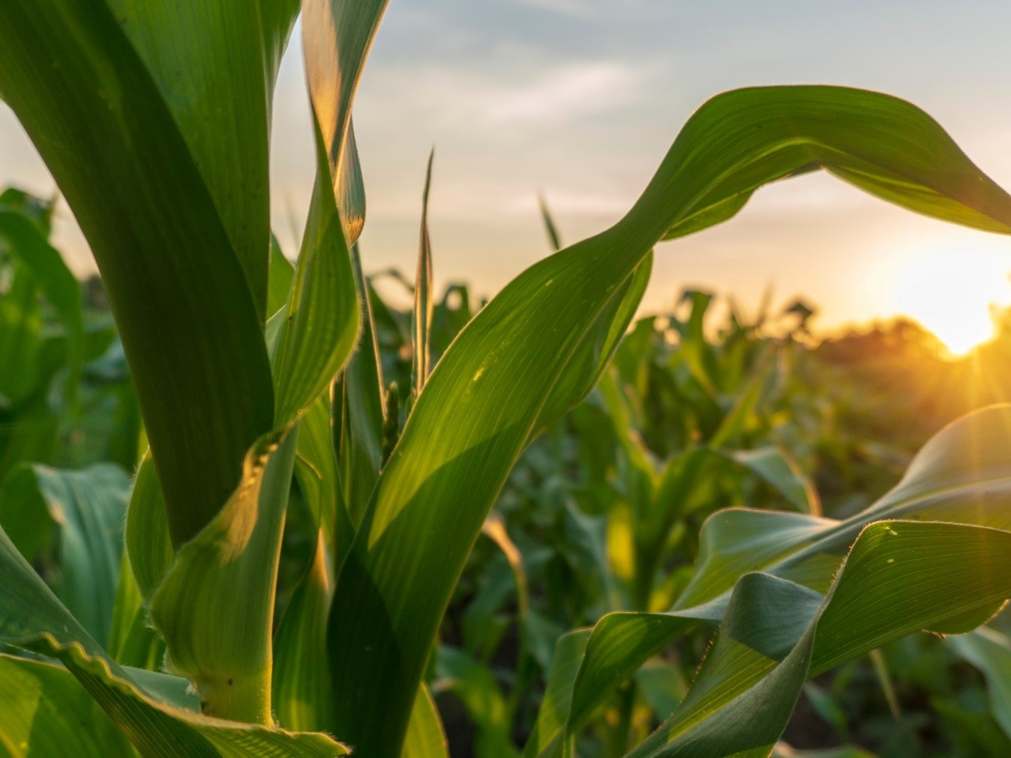 Chicago corn reaches 20-month high as US and EU crop concerns deepen