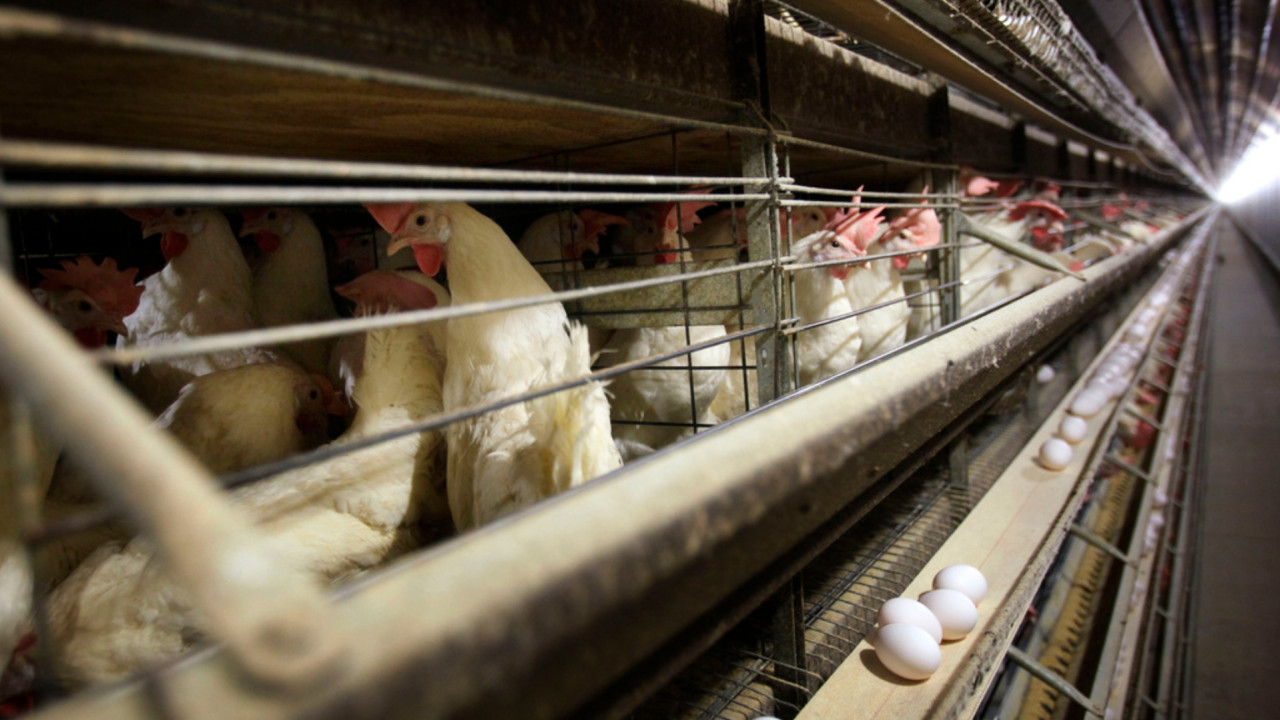 Ascensão global do frango transforma produção e comércio de carne