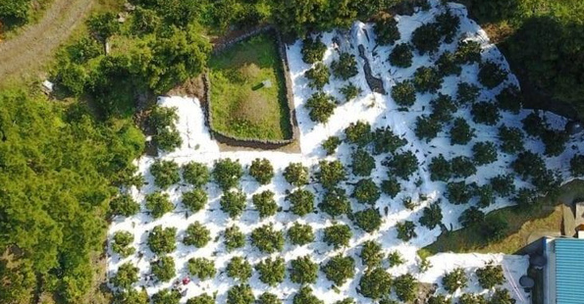 China’s grape supply expands as Shine Muscat prices come under pressure