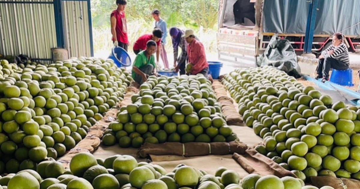 China’s Pinghe Pomelo Harvest Expected to Rise 10% as Export Season Opens