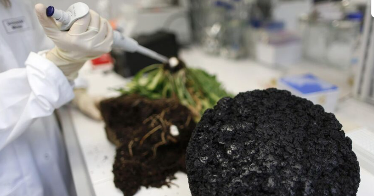 China tests Xinjiang rubber dandelion as alternative to Southeast Asian supply