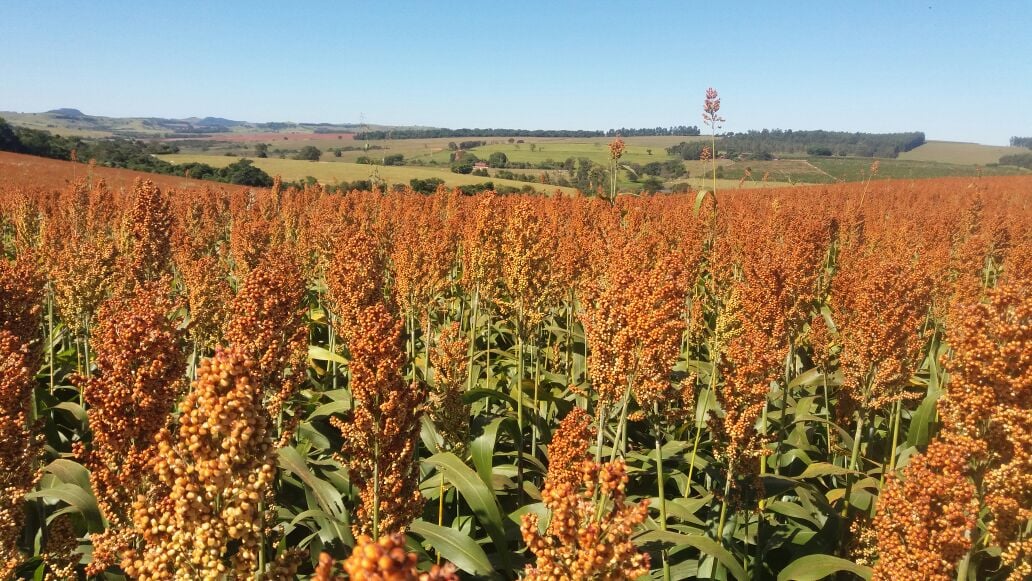 Chinese Market Access Drives Expansion of Brazil’s Sorghum Production