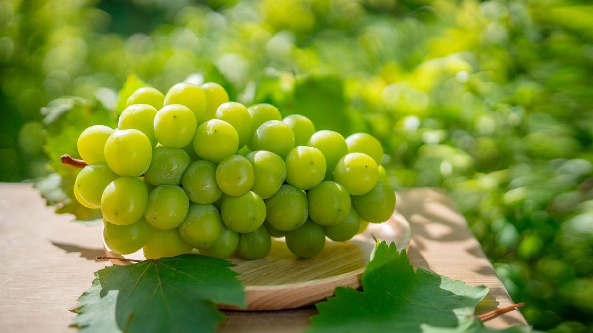 La propagación ilegal en China amenaza las variedades frutales prémium de Japón