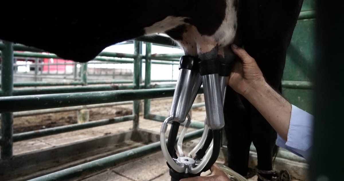 Colombian dairy industry seeks trade review after milk-powder imports surge