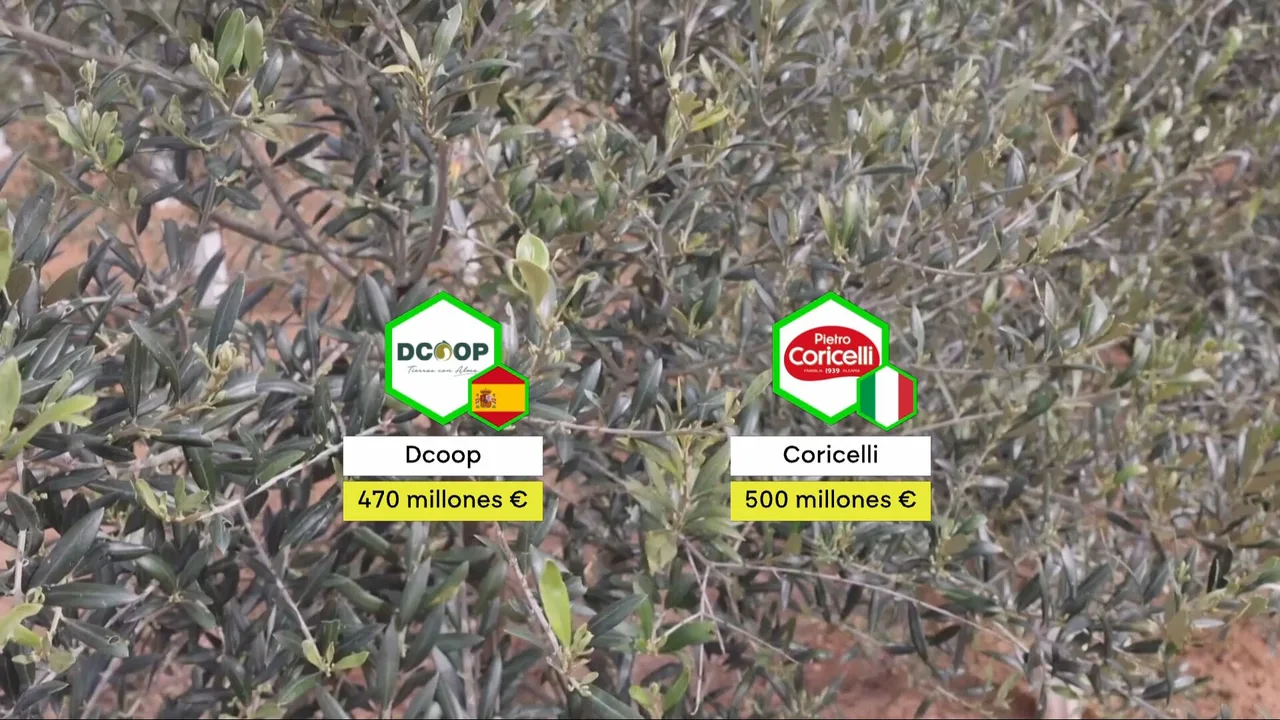 Coricelli’s €500 Million Offer Overtakes Dcoop in Race for Olive-Oil Group Deoleo