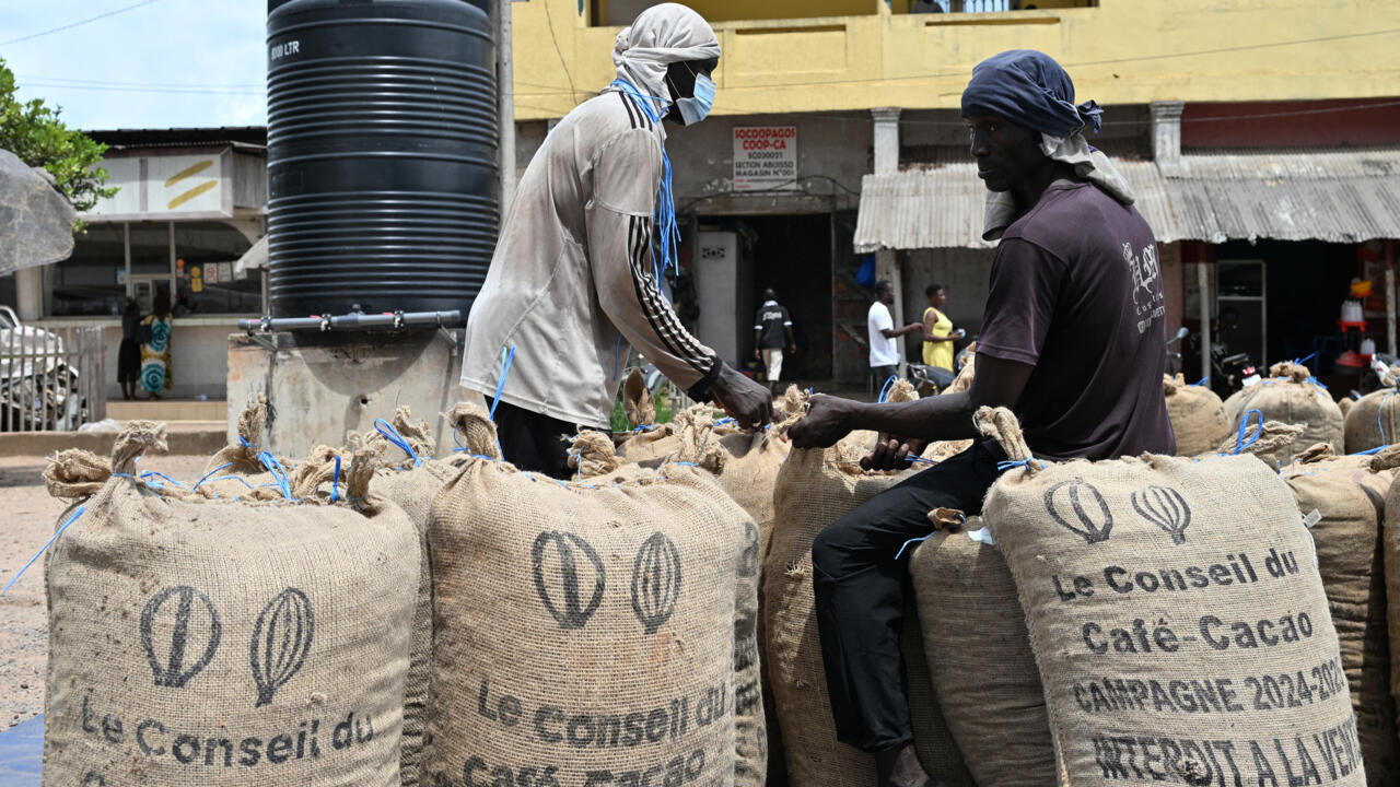 Côte d’Ivoire says cocoa stock buyout is complete as growers demand audit