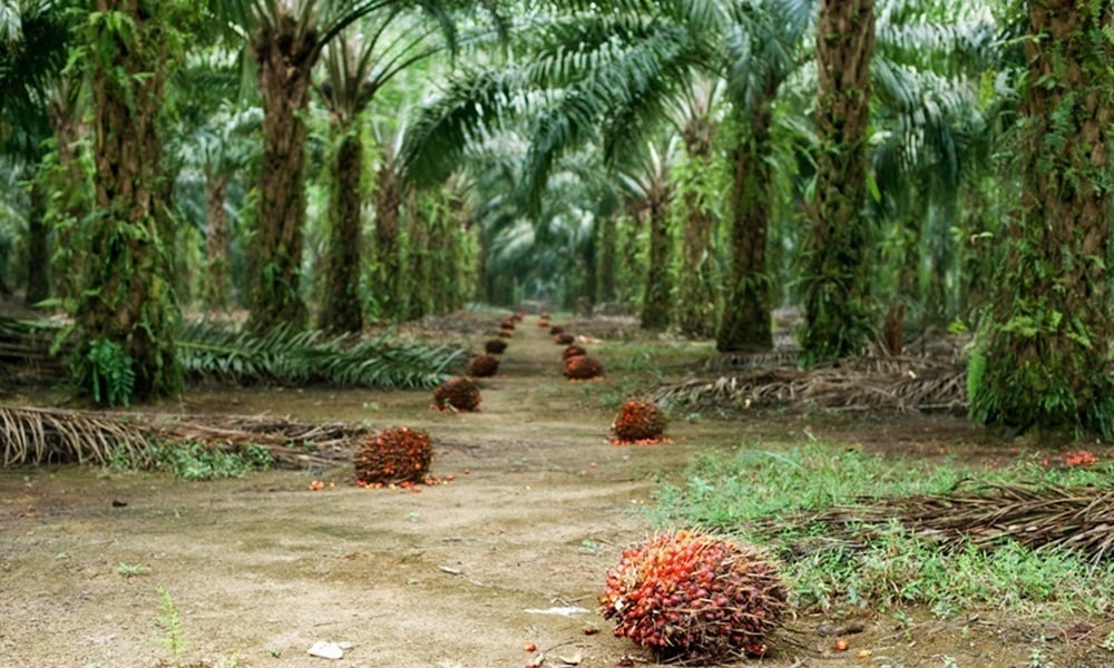 Côte d’Ivoire launches €1.6bn roadmap to expand palm oil sector
