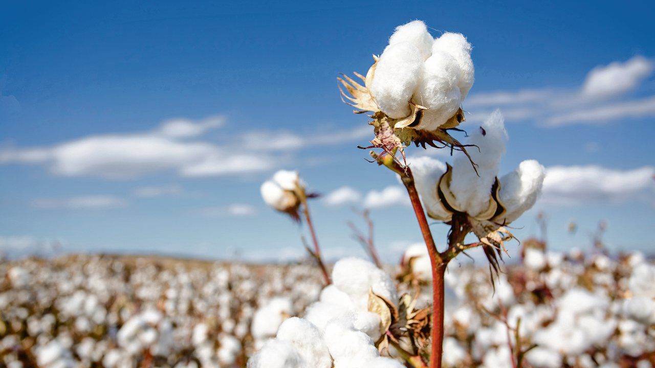 Cotton futures reach 28-month high as drought and heat threaten global supply