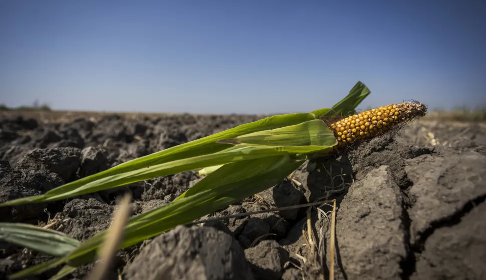Croatia’s corn harvest could fall below one million tonnes after drought