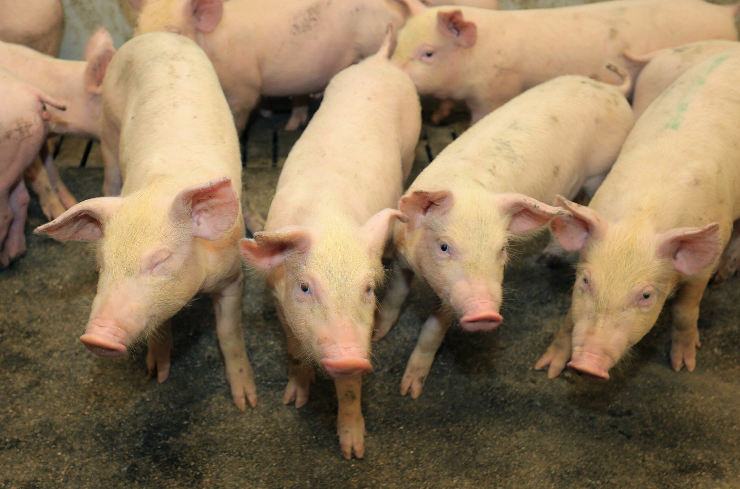 Croatian retailers slash pork prices as farmers cut production