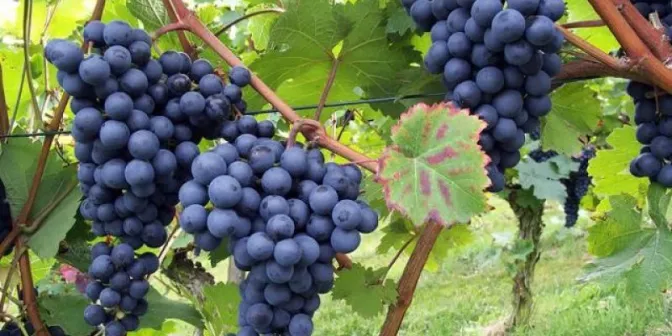 Dodoma Grape-Processing Plants Rise From Five to 39 as Demand Tightens Supply