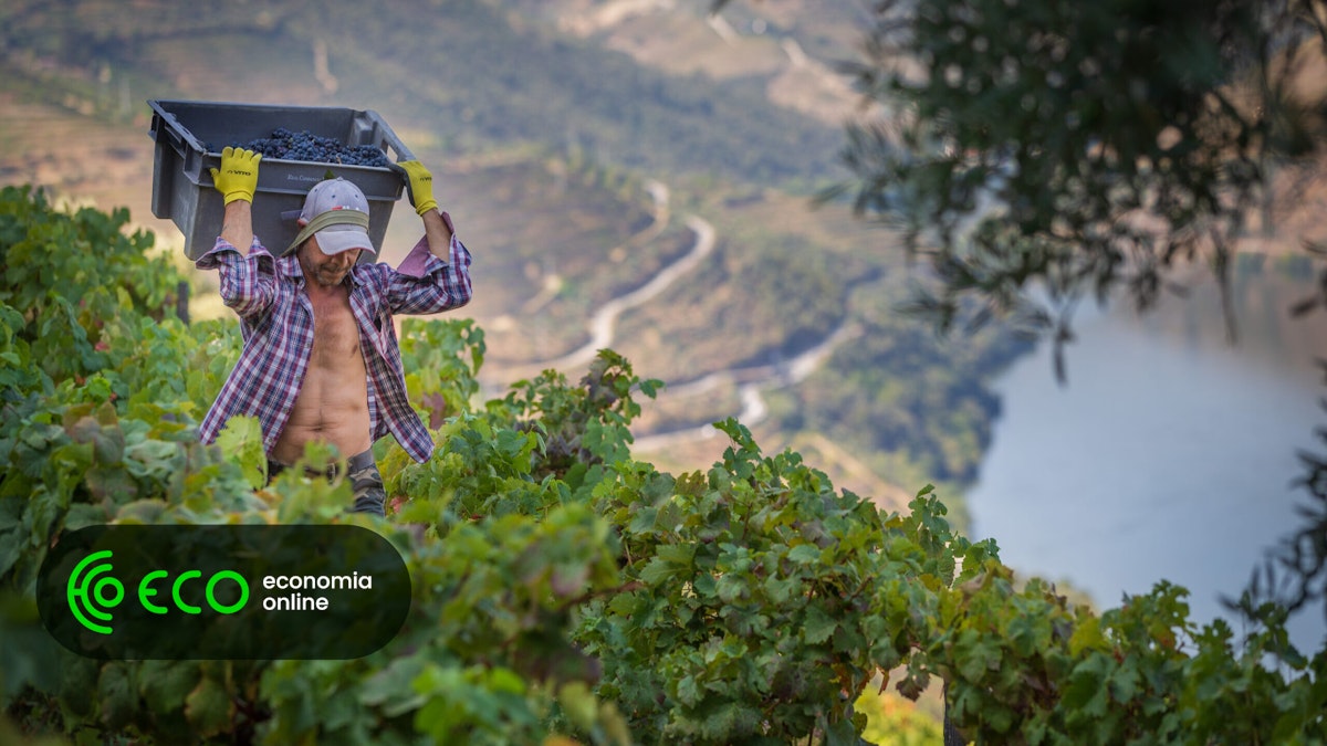 El excedente de uva y vino en el Duero reduce la rentabilidad de los viticultores