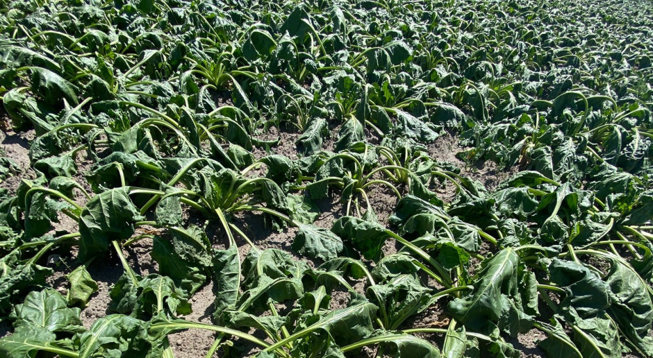 Drought cuts EU sugar beet yield forecast to 76 tonnes per hectare