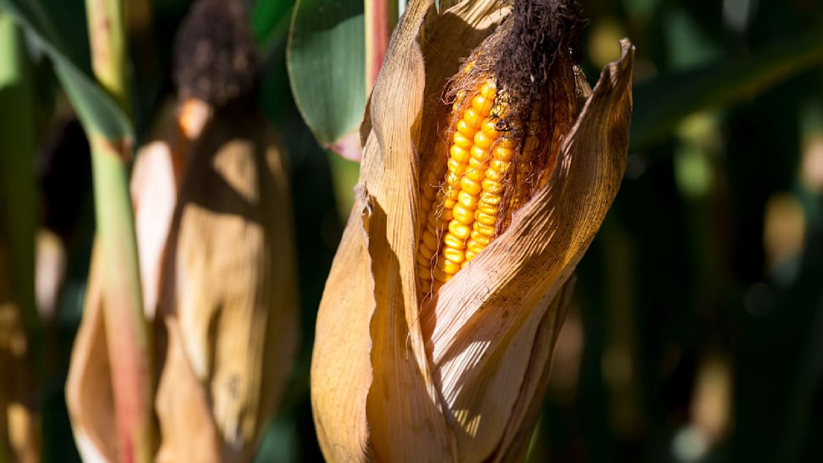 Drought and heat threaten Bavaria’s potato, corn and forage crops