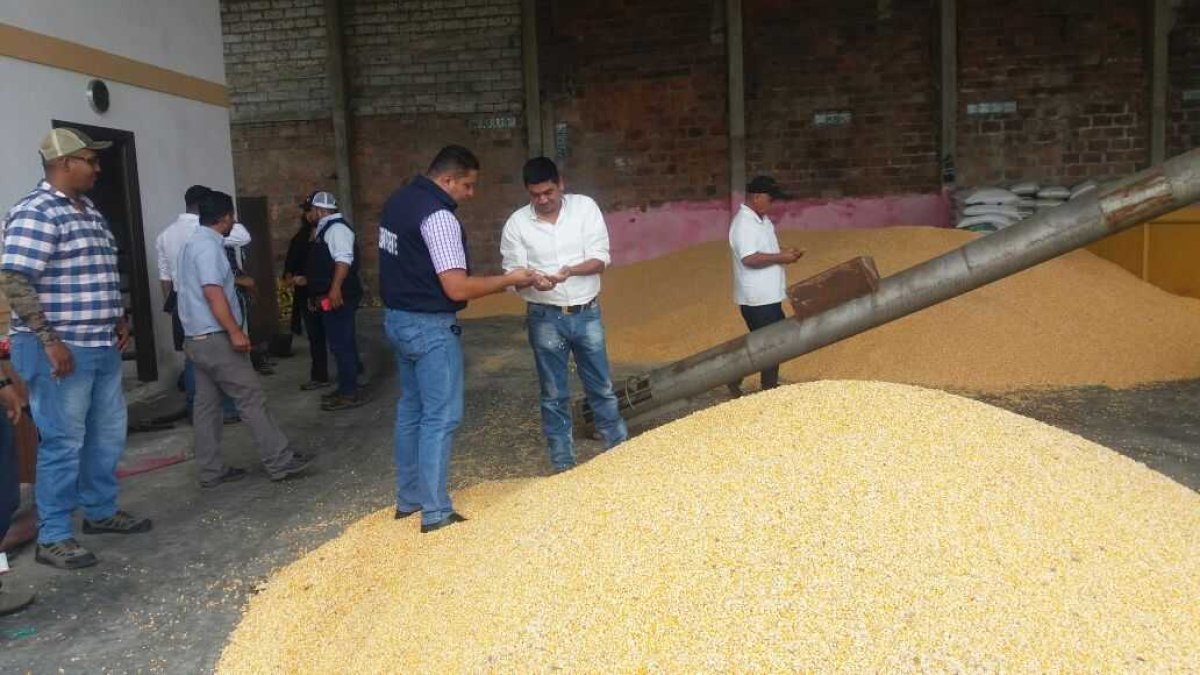 Maiceros de Ecuador denuncian 600.000 toneladas sin vender y amenazan con bloquear carreteras