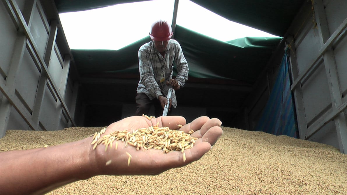 Ecuador resumes overland rice exports to Colombia as Andean demand supports trade