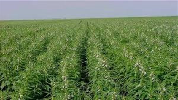 Egipto suma 2,4 millones de feddanes y supera 10 millones de toneladas de exportación agrícola