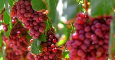 Egyptian grape exports reach about 180,000 tonnes, fourth among the country's farm exports