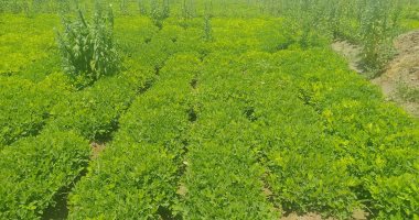 Sharqia plants 9,089 feddans of peanuts against a 24,000-feddan summer target