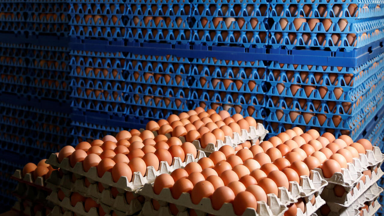 EU egg imports surge as consumption growth and avian flu squeeze supply